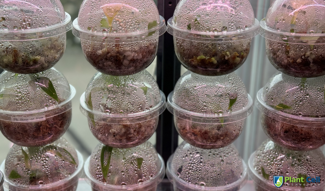 How to Properly Acclimate Tissue Culture Plants - Plant Cell Technology