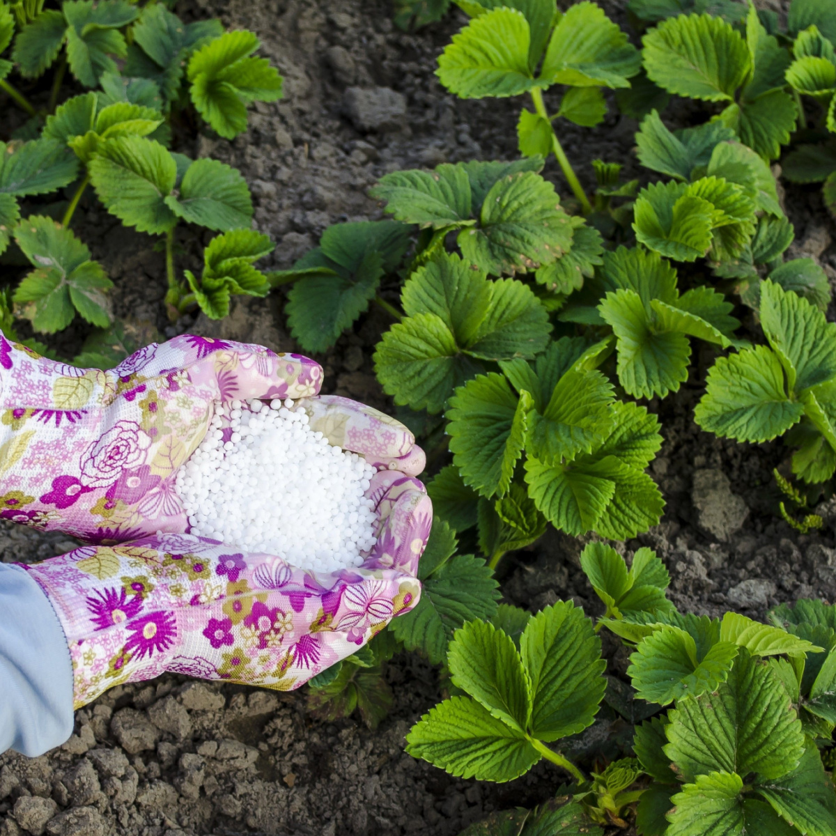 The Best Time To Fertilize Your Lawn In The South | Storables