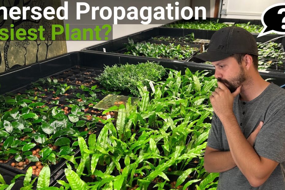 How to Propagate Aquarium Plants – Up-Gardening