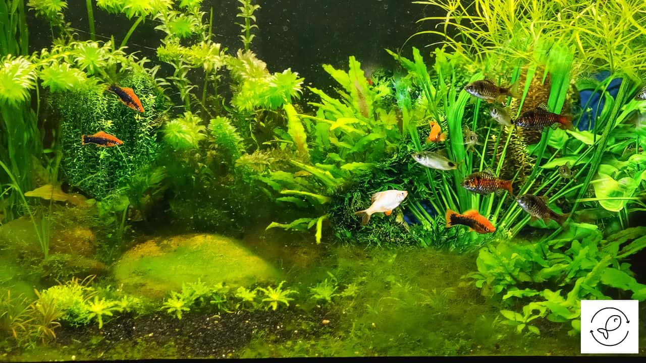 How to Clean Your Aquarium Using Bleach? How to Clean Your Aquarium Using Bleach?