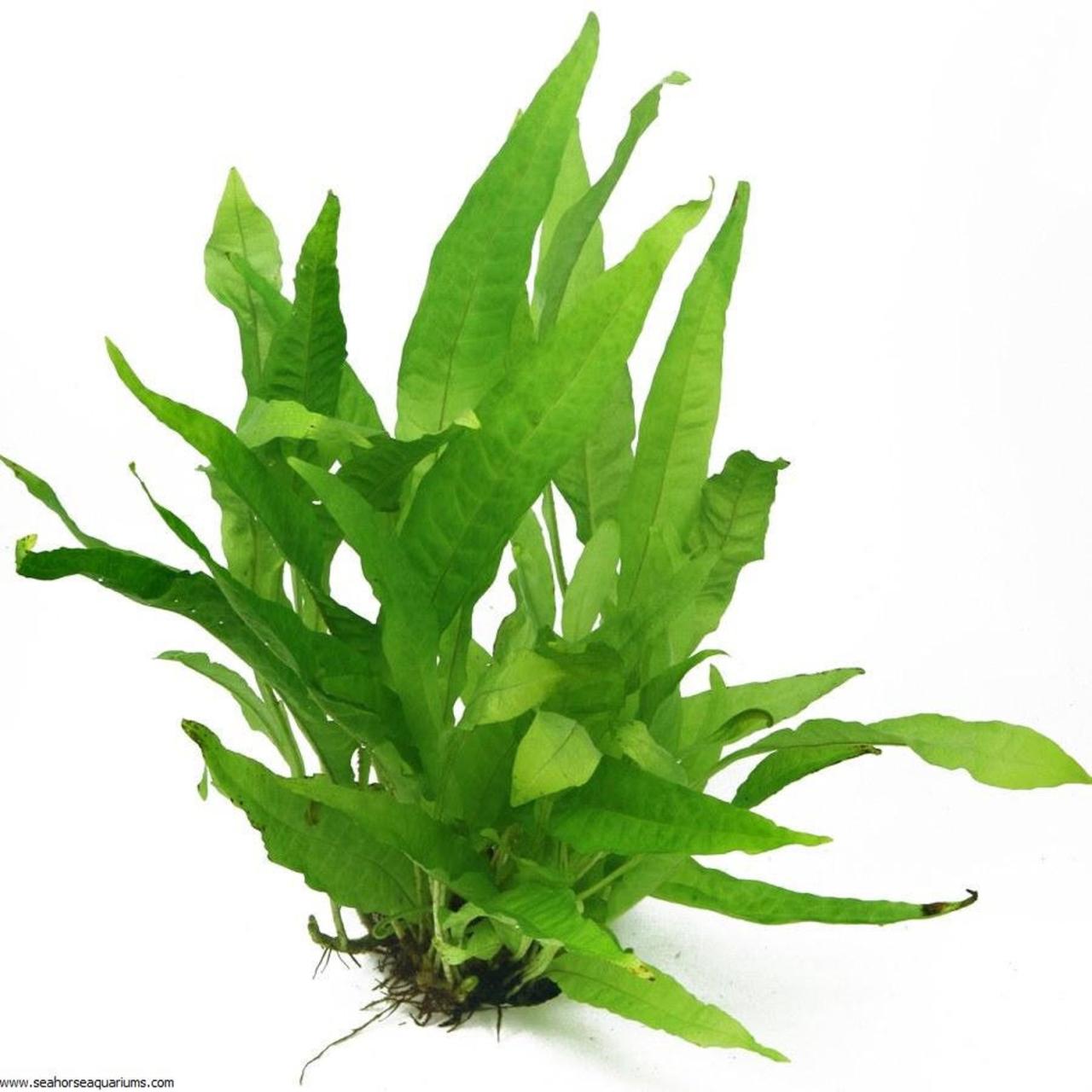 Java Fern (Microsorum pteropus) Aquarium Plant Care Guide