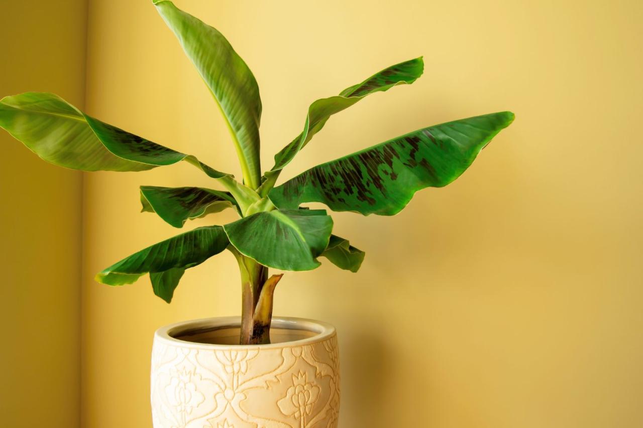 How to Grow and Care for a Banana Plant Indoors