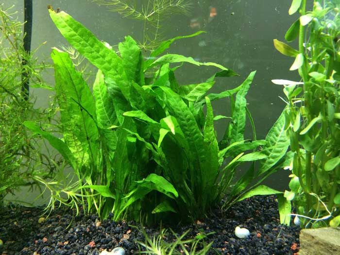 How To Plant Java Fern In Aquarium - Aquarium Views