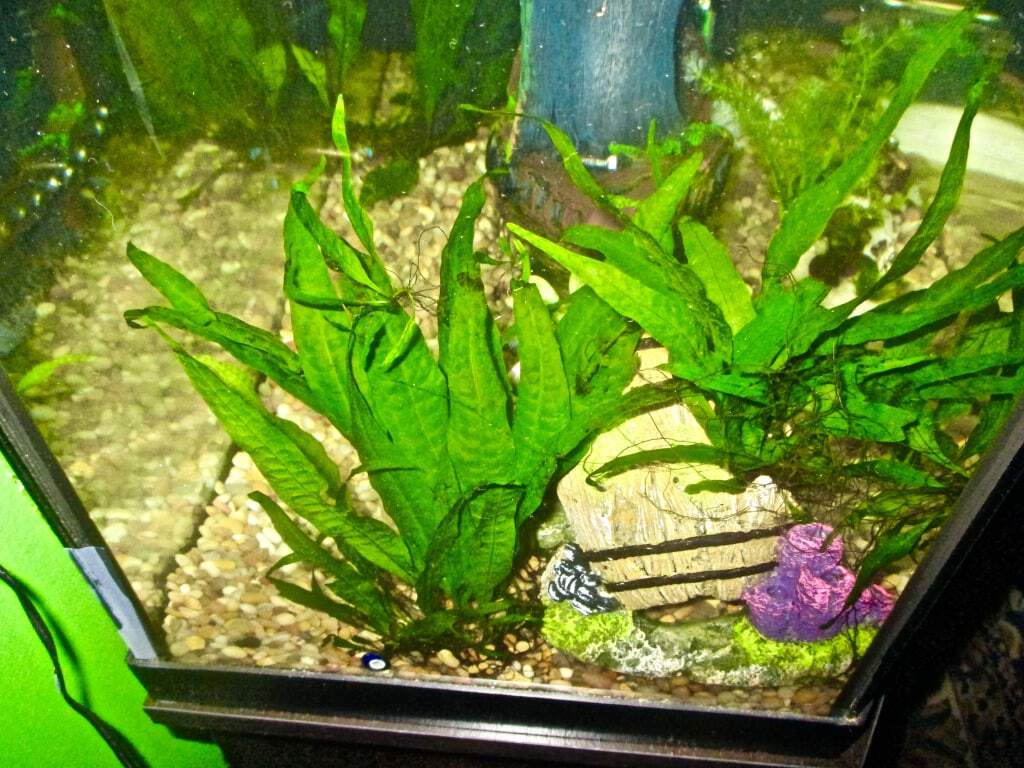 How To Plant Java Fern In Aquarium - Aquarium Views
