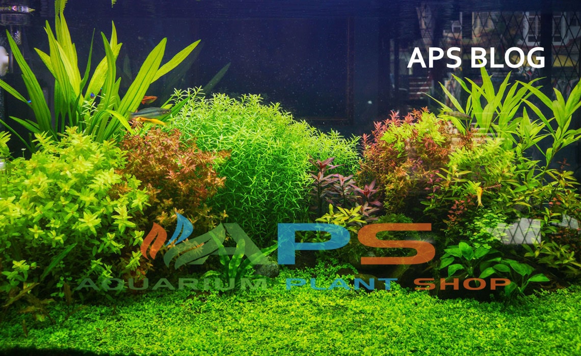 How To Know if Your Aquarium Plants are Healthy? How To Know if Your Aquarium Plants are Healthy?