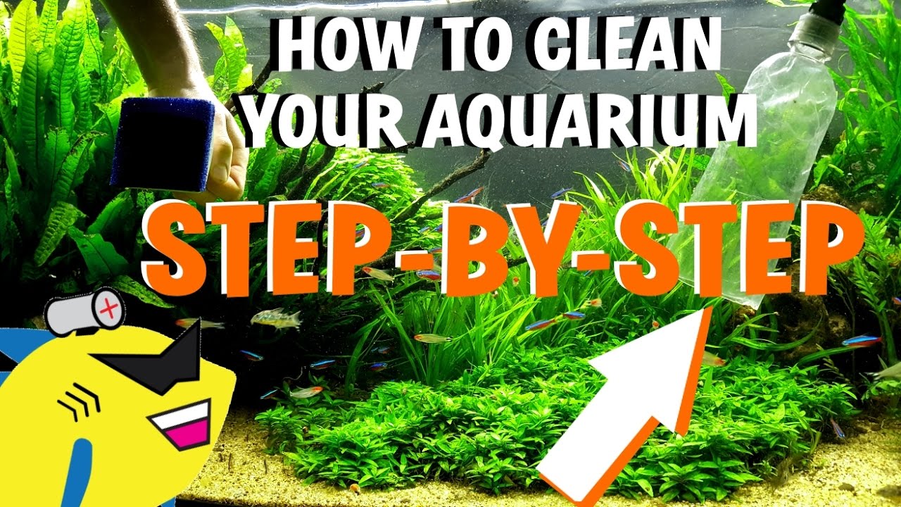 4 Steps How to Clean Aquarium Plants Before Planting