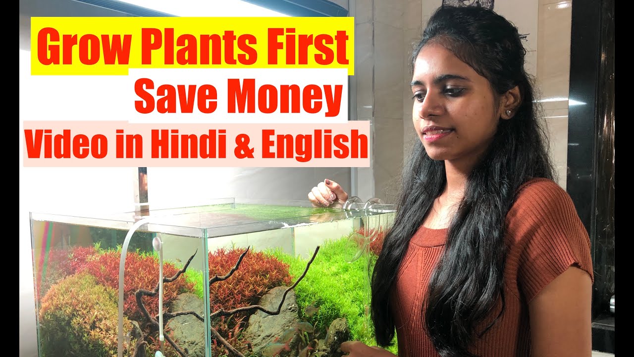 How To Grow Aquatic Plants in Aquarium | New Aquarium Plants Setup ...
