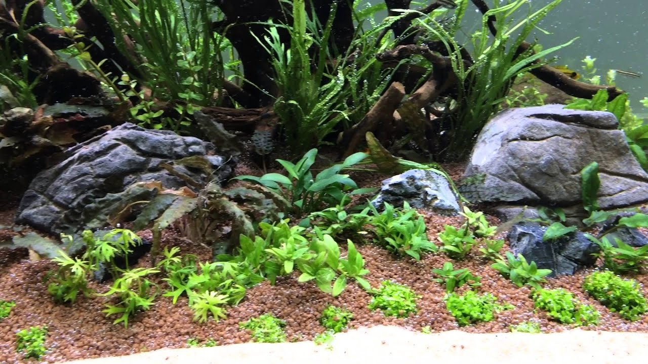 Aquascape An Introduction [T A G] | aquascape gallery