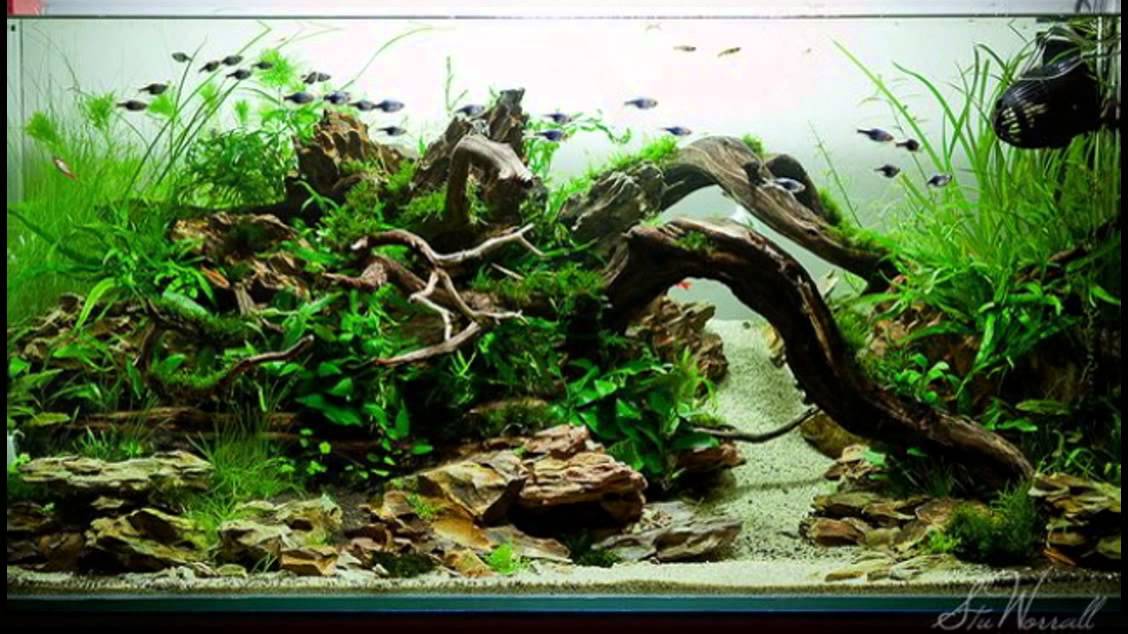 Nature Style Aquascape