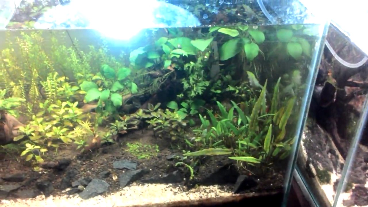 Custom Design and Setup | Nature Inside Aquascaping