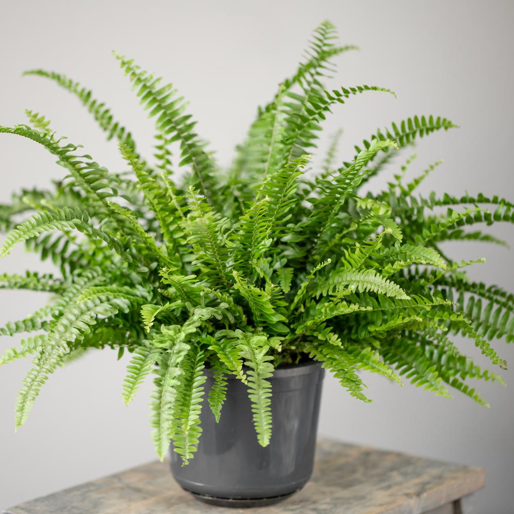 National Plant Network 2.5 Qt. Australian Sword Fern Nephrolepis Plant ...