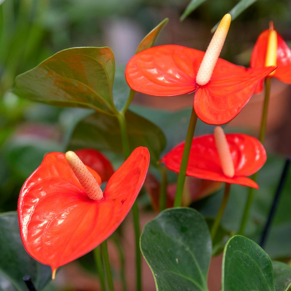 National Plant Network 6 in. Anthurium Laceleaf 'Aren't You Orange ...