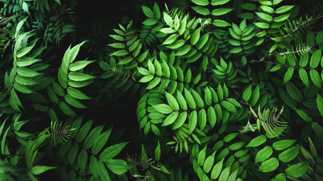 How to Propagate Aquarium Plants – Up-Gardening