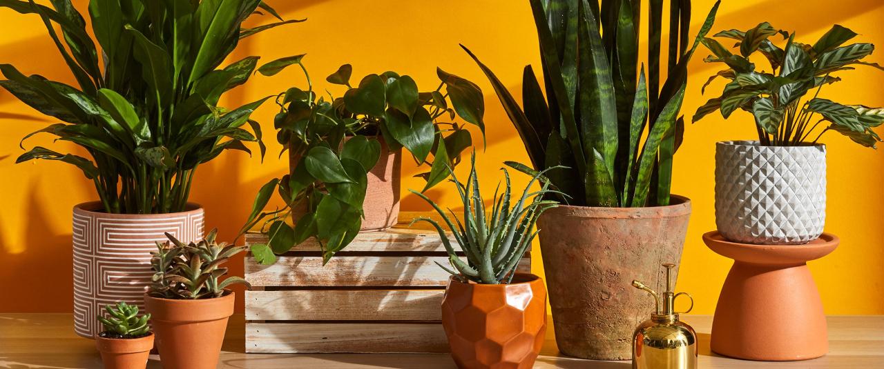 Ultimate Plant Guide: Tips to Keep Your Houseplants Alive