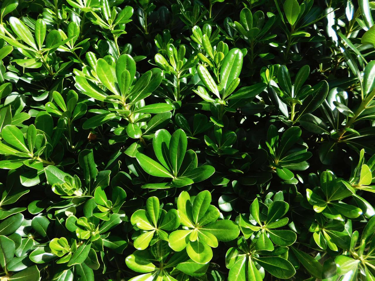 Download Plant Leaves Wallpaper | Wallpapers.com