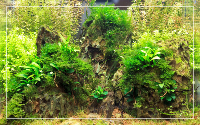 How to Cycle a Planted Aquarium | Buce Plant
