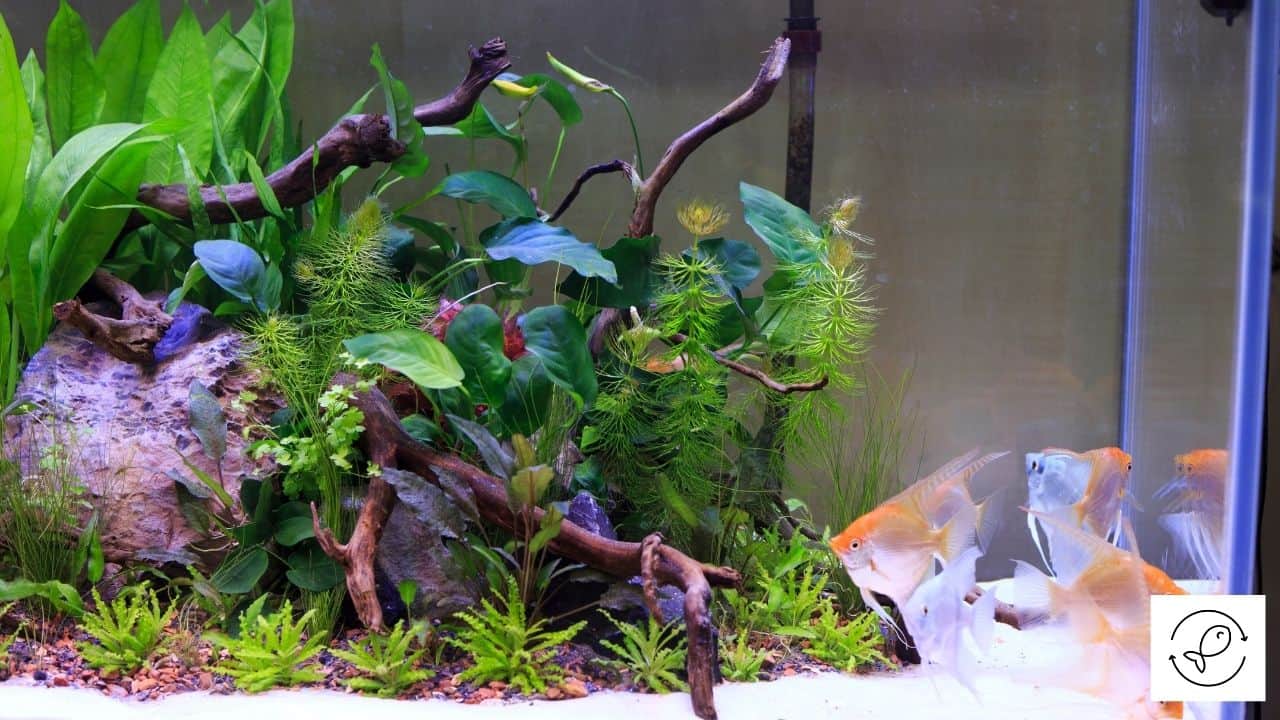 Why Are My Aquarium Plants Melting - David's Aquarium Advice