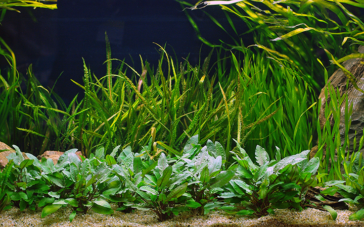 7 beautiful background aquarium plants – Artofit 7 beautiful background aquarium plants – Artofit