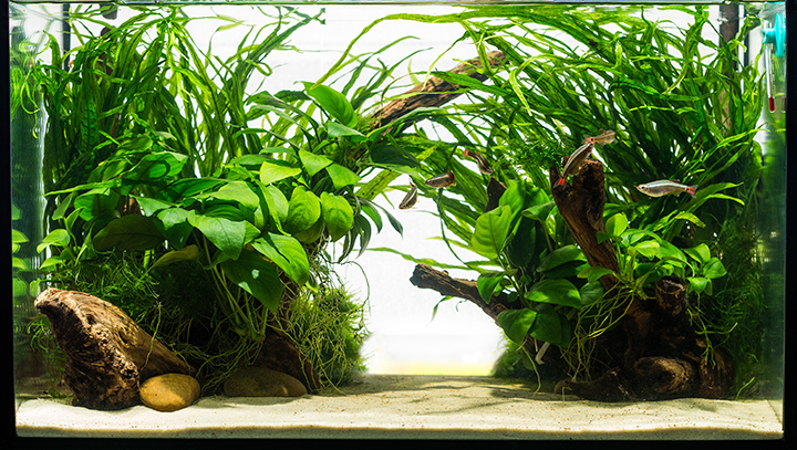 Aquarium Plants, their Identification, Cultivation and Ecology ... Aquarium Plants, their Identification, Cultivation and Ecology ...