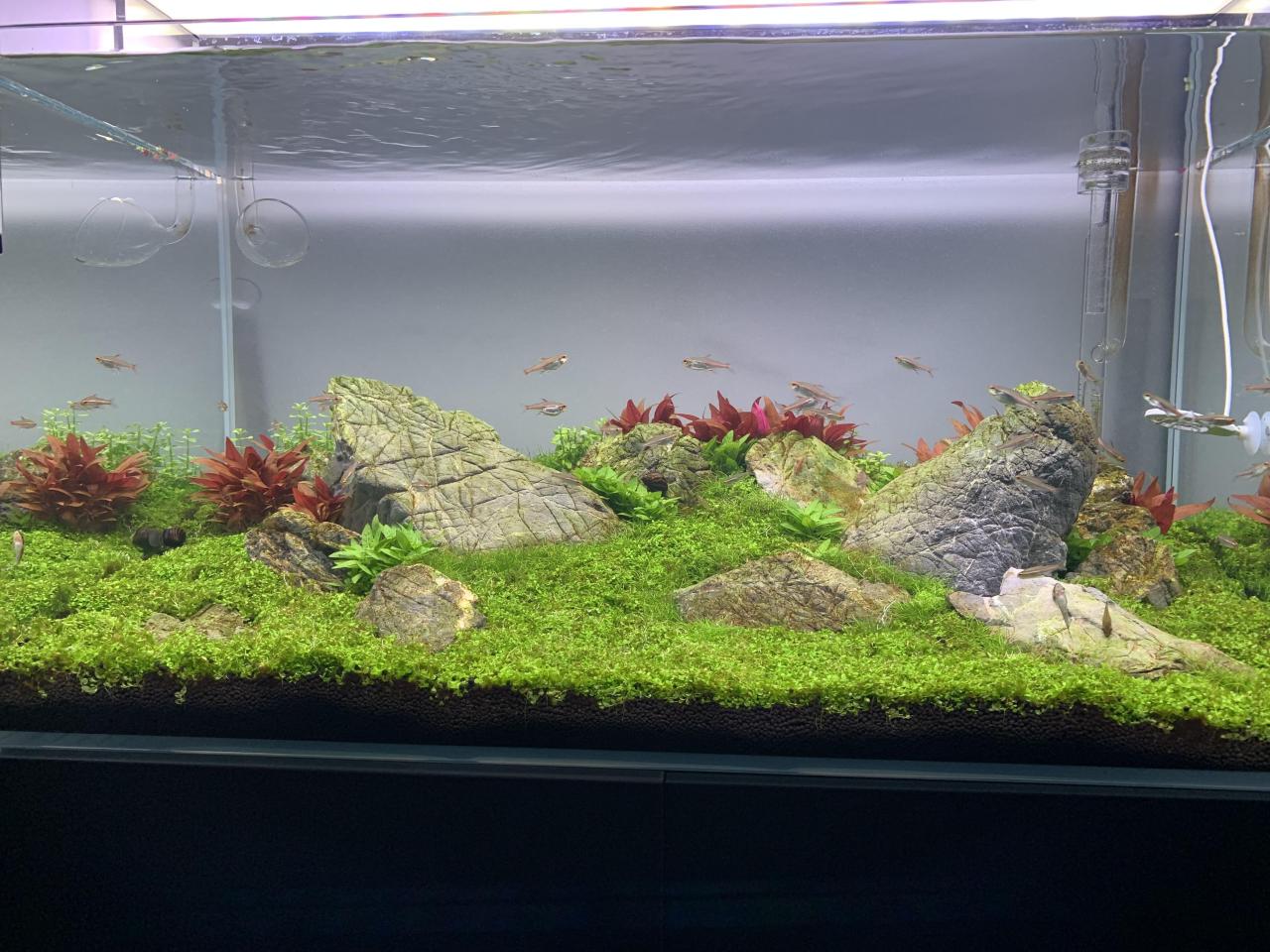 Aquascape Design Iwagumi - Aquascape Ideas