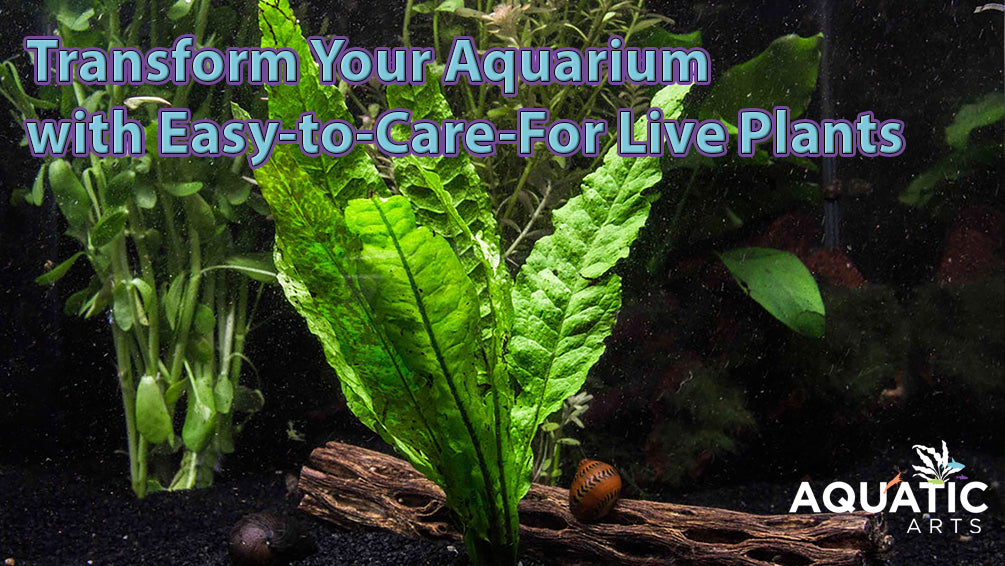 Tips for Rooting, Pruning, and Propagating Live Aquarium Plants