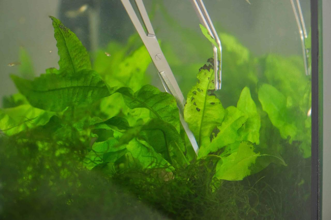 A Beginner’s Guide: How to Successfully Take Cuttings from Aquarium ... A Beginner’s Guide: How to Successfully Take Cuttings from Aquarium ...