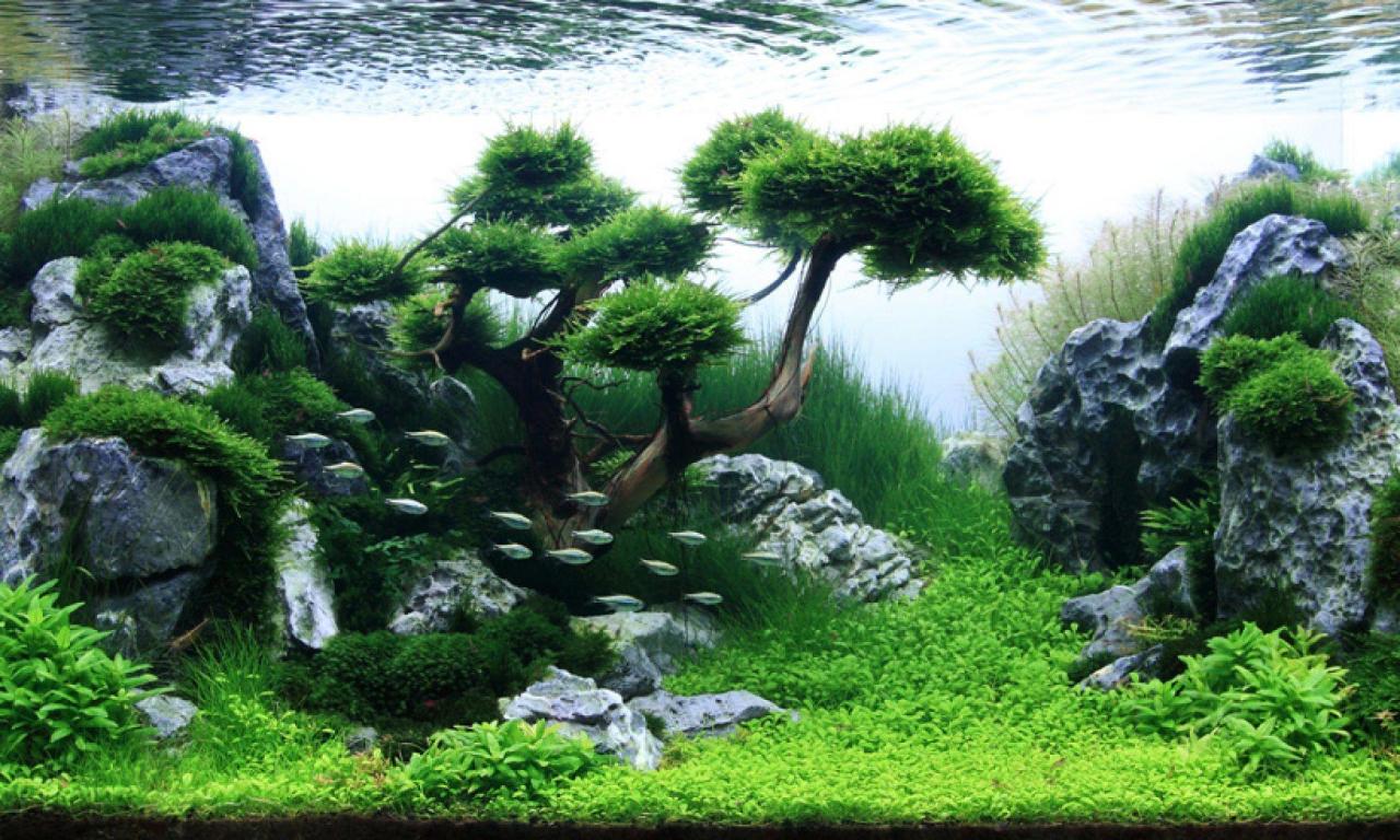Aquascape Wallpapers - Wallpaper Cave