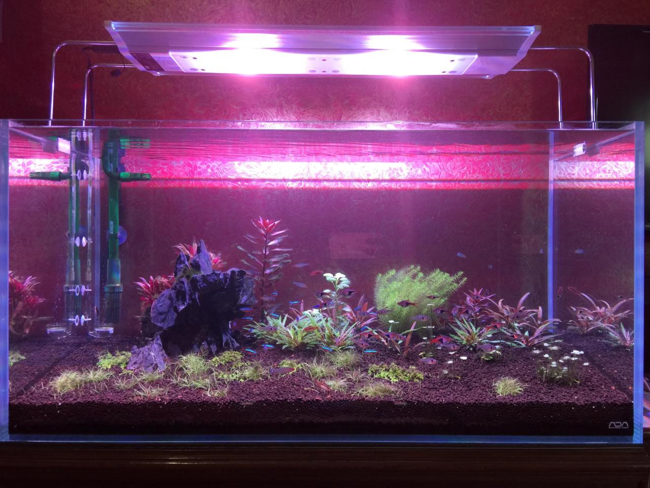 How To Set A Planted Aquarium - Aquarium Views